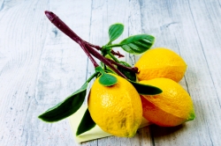 Искусственный Лимон