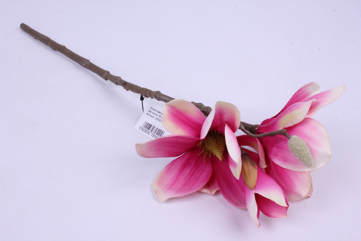 Магнолия Magnolia Branche h100 Fu_122932