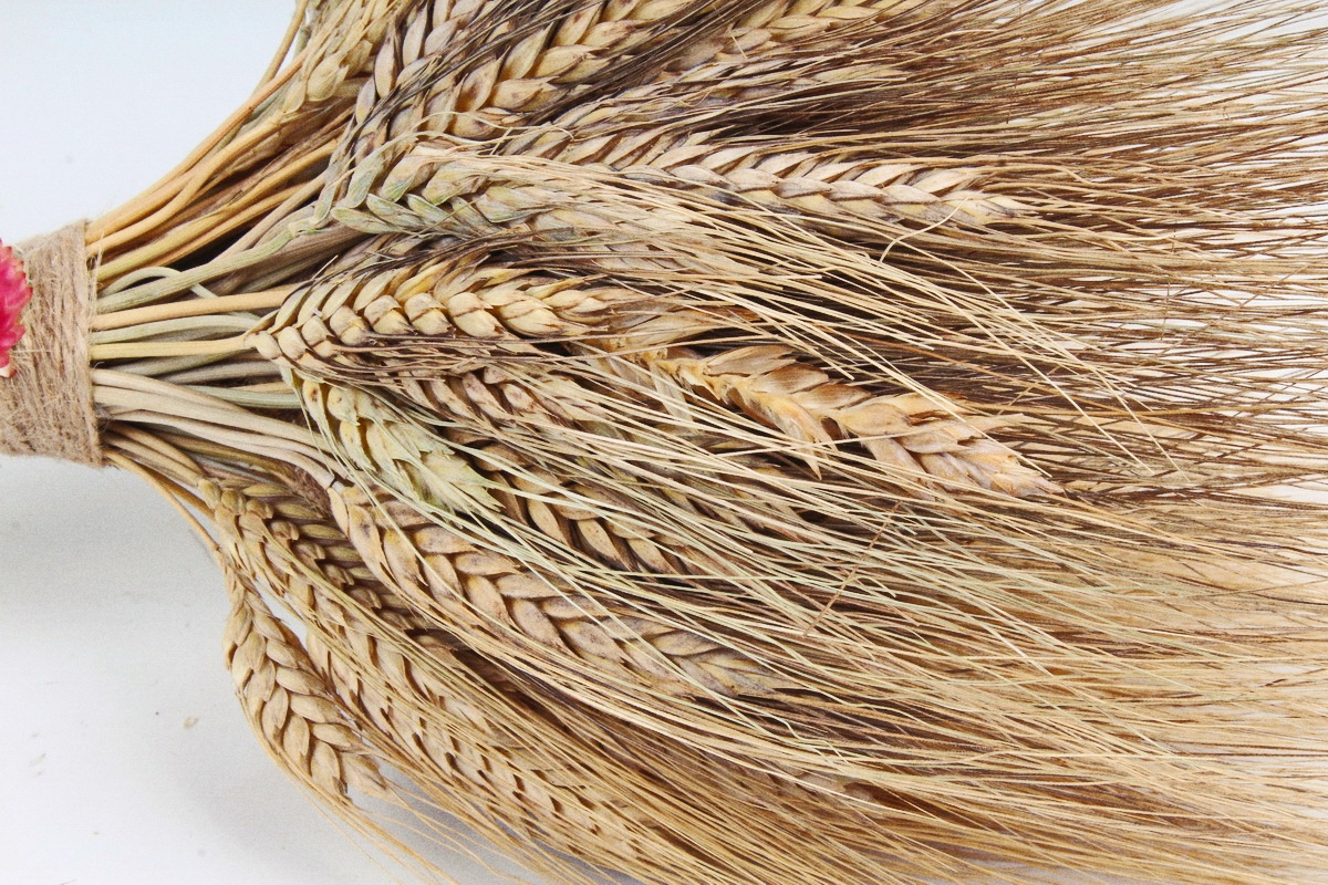 Букет из сухих колосовых культур (пшеница, чумиза),  405 гр. (М) 0873