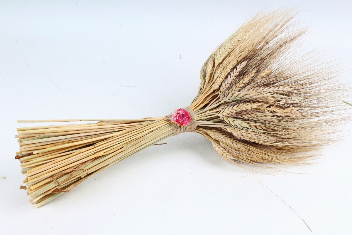 Букет из сухих колосовых культур (пшеница, чумиза),  405 гр. (М) 0873
