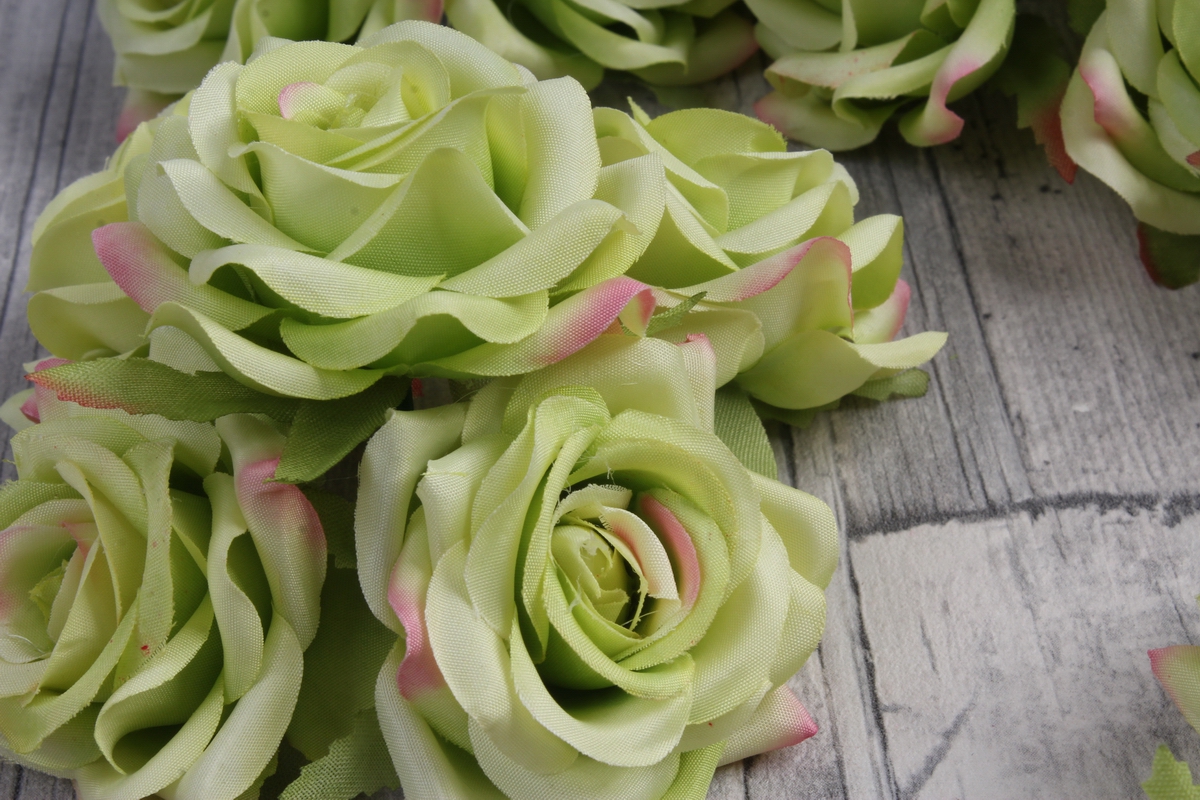 Формы зелено розовые. Салатные розы. Бело зеленые розы. Бледно зеленые розы.