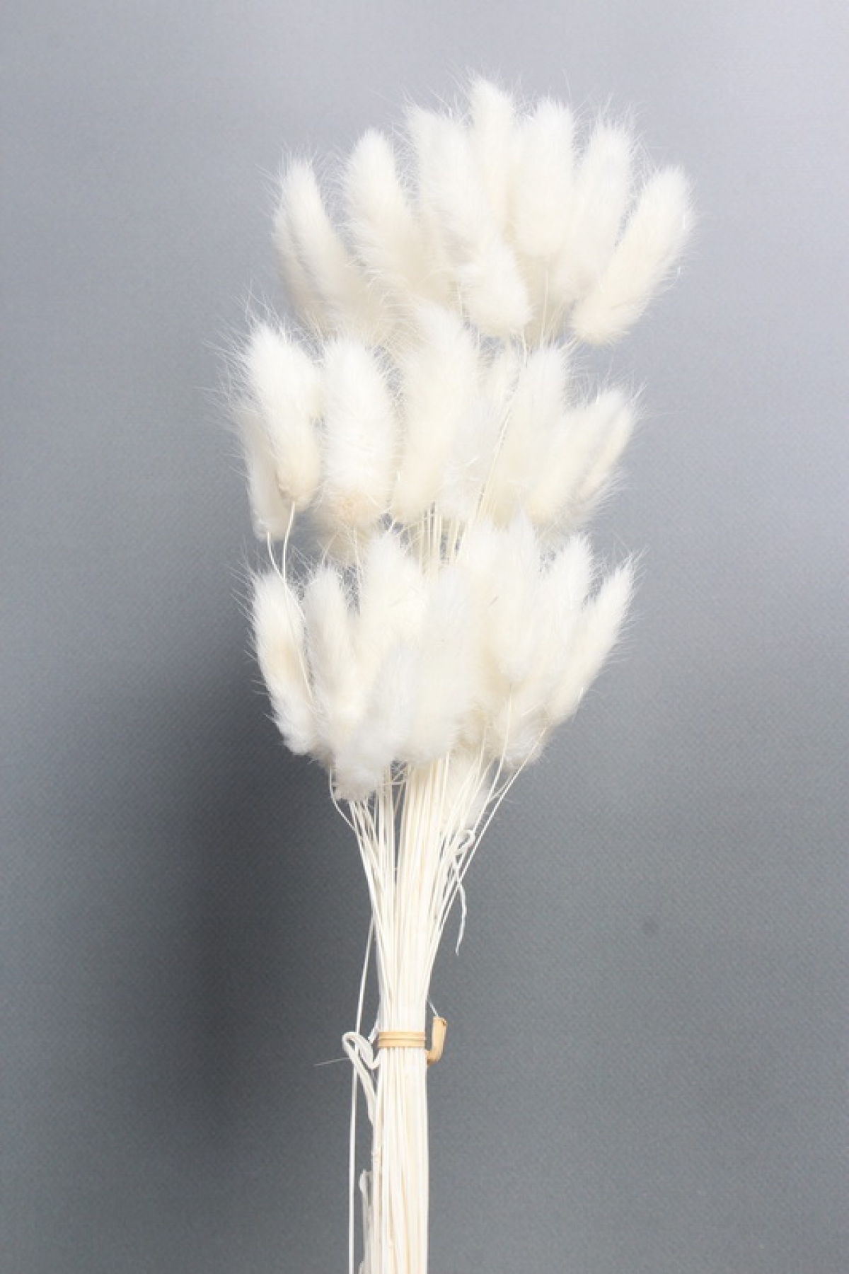 Сухоцвет "Лагурус", 60 шт в пучке, разм. цветка 5-7 см, белый 8131М