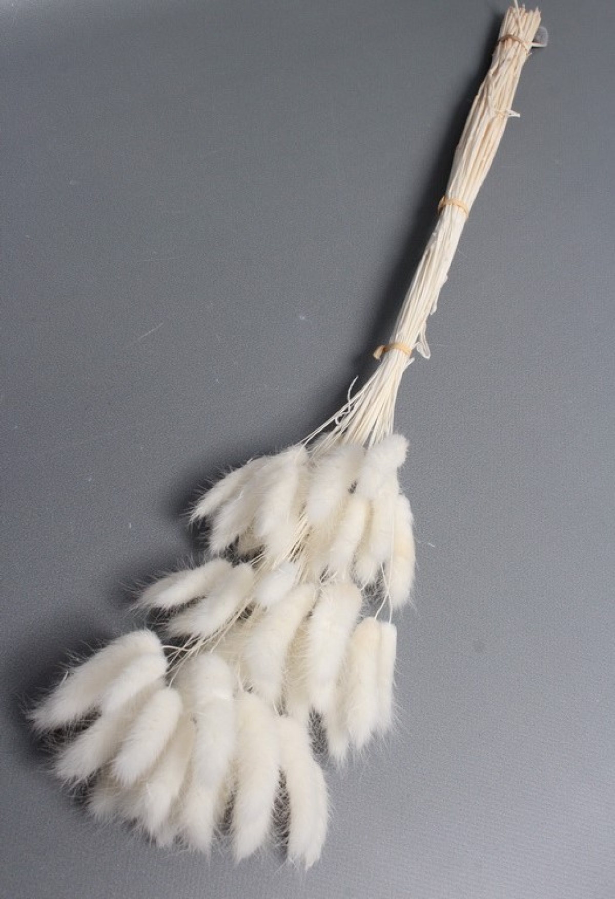 Сухоцвет "Лагурус", 60 шт в пучке, разм. цветка 5-7 см, белый 8131М