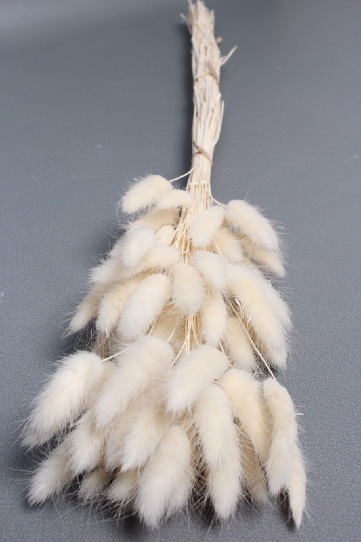 Сухоцвет "Лагурус", 60 шт в пучке, разм. цветка 5-7 см, молочный  8148М