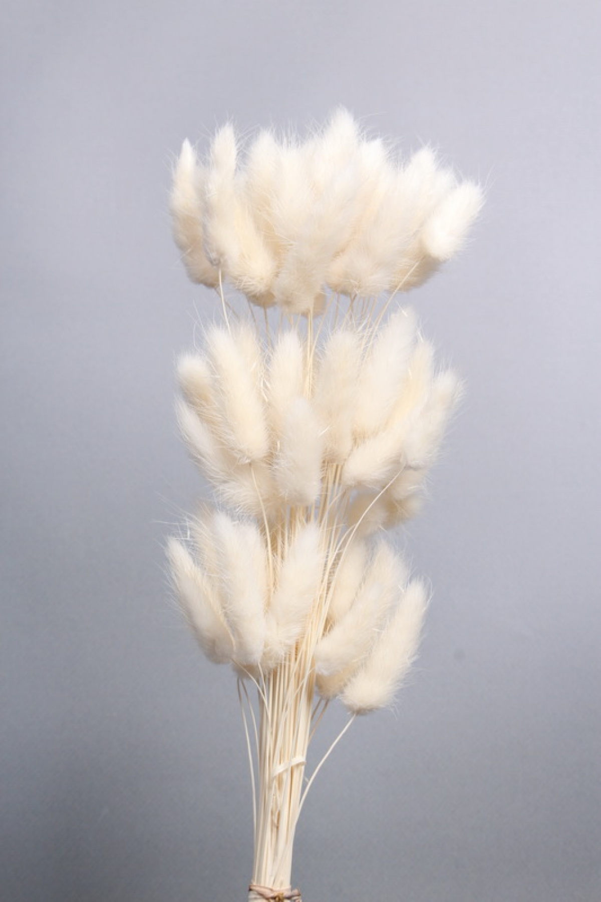 Сухоцвет "Лагурус", 60 шт в пучке, разм. цветка 5-7 см, молочный  8148М