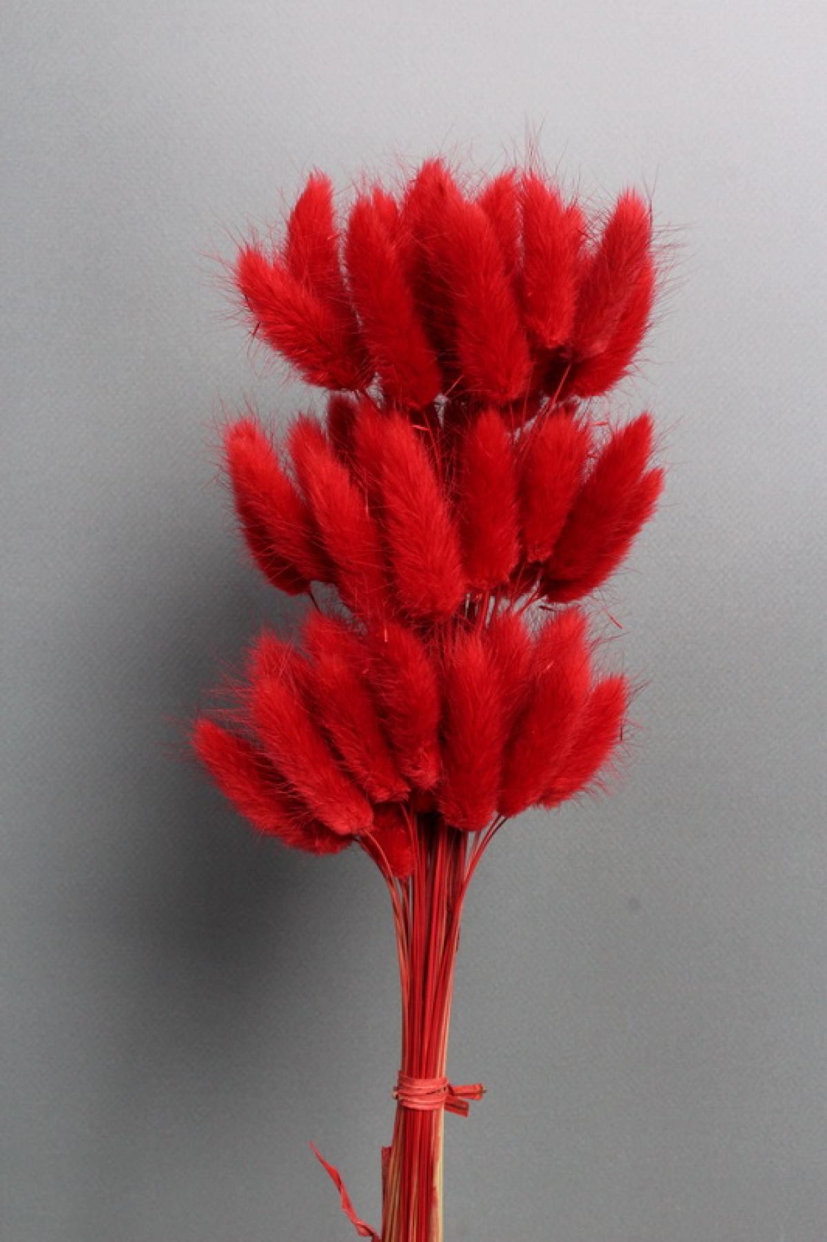 Сухоцвет "Лагурус", 60 шт в пучке, разм. цветка 5-7 см, насыщенный красный  8360М