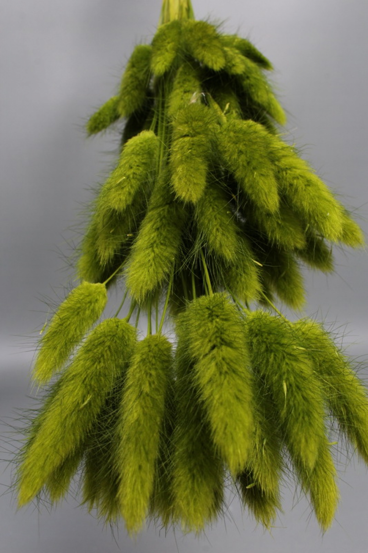 Сухоцвет "Лагурус", 60 шт в пучке, разм. цветка 5-7 см, оливковый  8345М