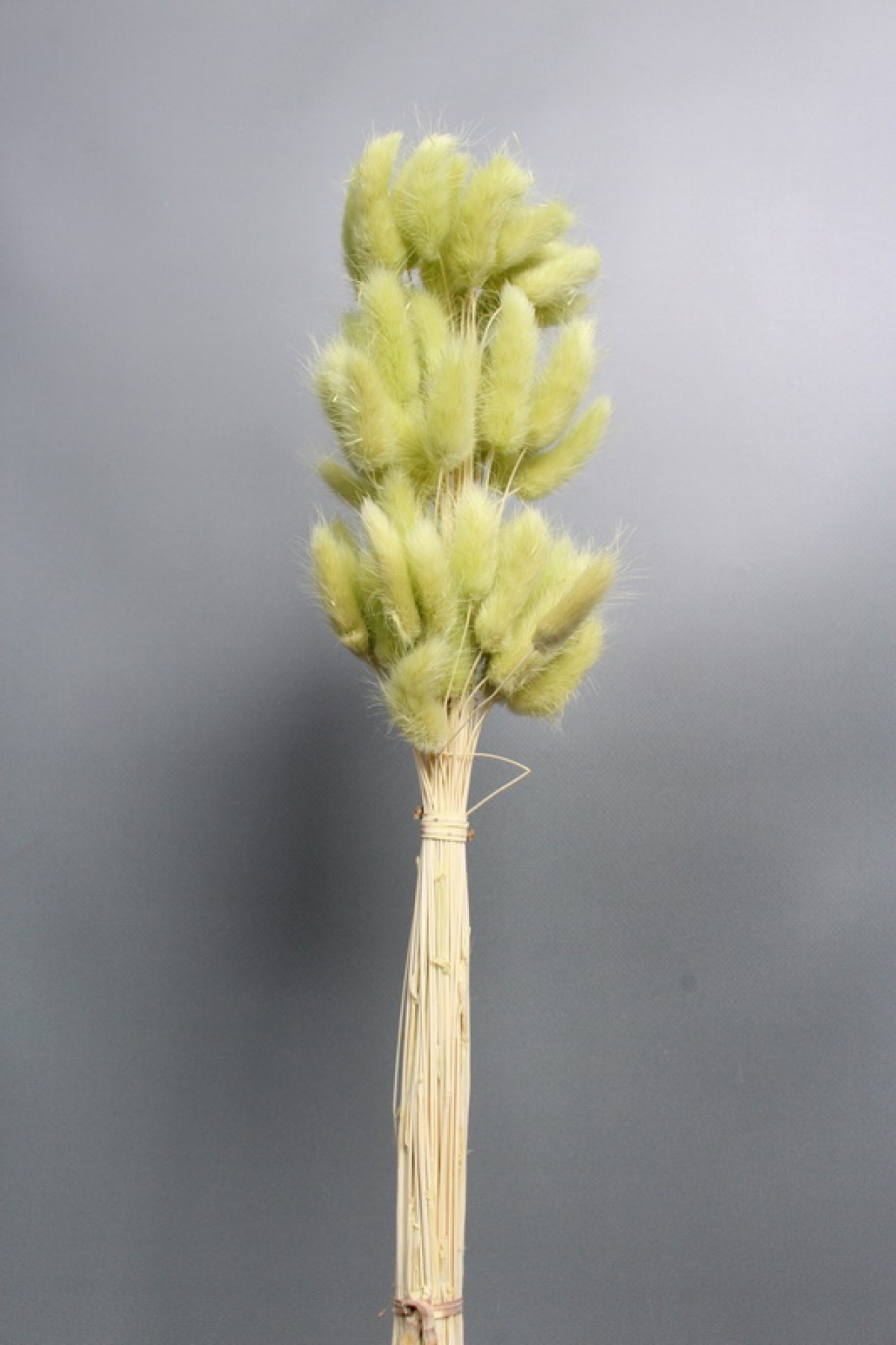 Сухоцвет "Лагурус", 60 шт в пучке, разм. цветка 5-7 см, светло-фисташковый  8247М