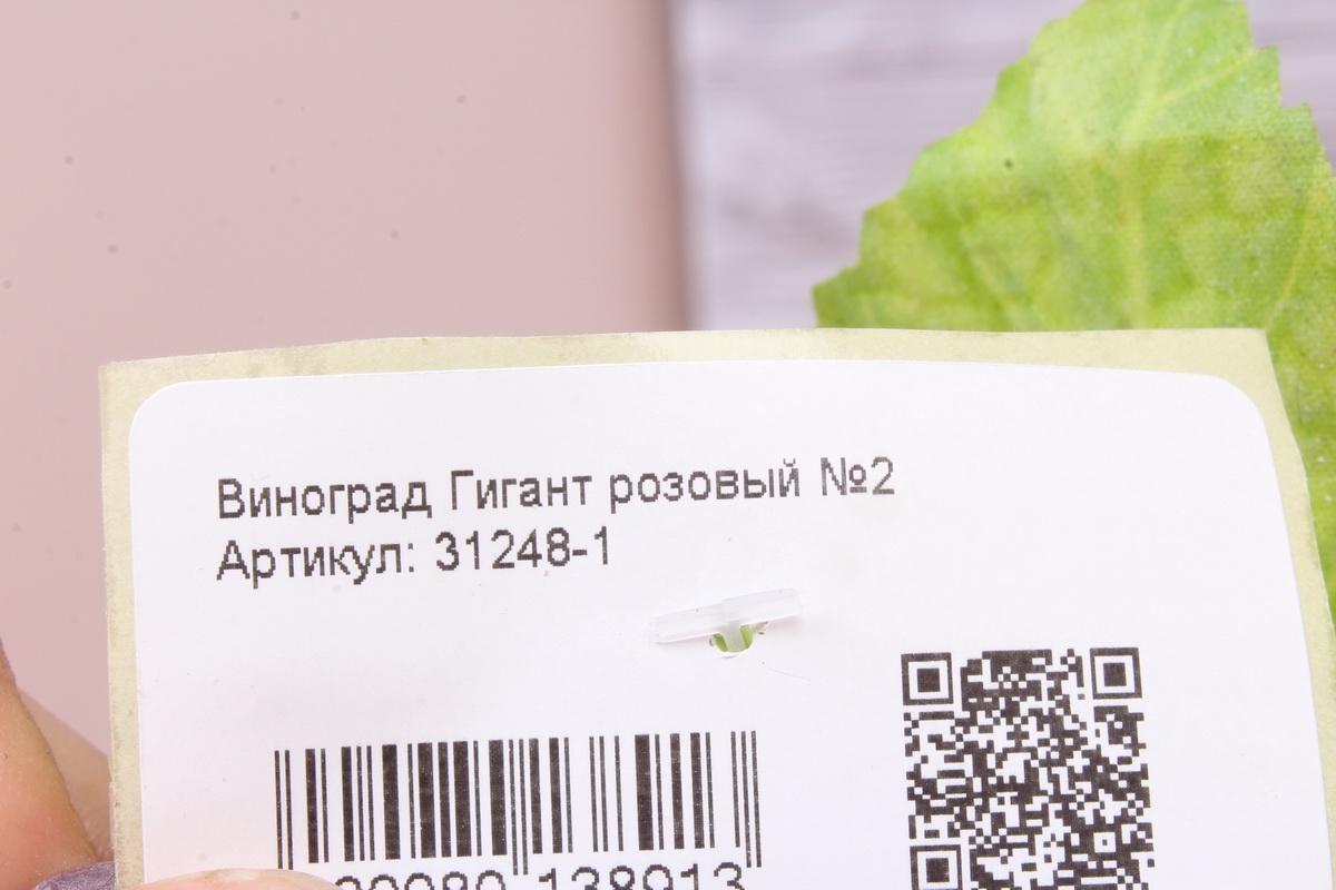 Виноград Гигант розовый №2. 47см.