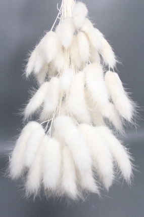 Сухоцвет "Лагурус", 60 шт в пучке, разм. цветка 5-7 см, белый 8131М