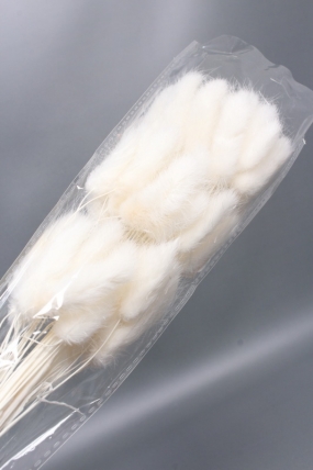 Сухоцвет "Лагурус", 60 шт в пучке, разм. цветка 5-7 см, белый 8131М