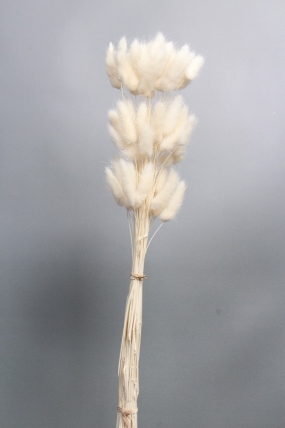 Сухоцвет "Лагурус", 60 шт в пучке, разм. цветка 5-7 см, молочный  8148М
