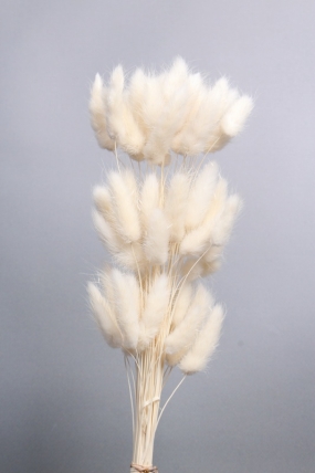 Сухоцвет "Лагурус", 60 шт в пучке, разм. цветка 5-7 см, молочный  8148М