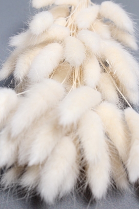 Сухоцвет "Лагурус", 60 шт в пучке, разм. цветка 5-7 см, молочный  8148М