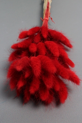 Сухоцвет "Лагурус", 60 шт в пучке, разм. цветка 5-7 см, насыщенный красный  8360М