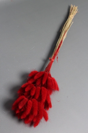 Сухоцвет "Лагурус", 60 шт в пучке, разм. цветка 5-7 см, насыщенный красный  8360М