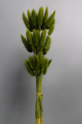 Сухоцвет "Лагурус", 60 шт в пучке, разм. цветка 5-7 см, оливковый  8345М