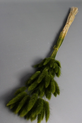 Сухоцвет "Лагурус", 60 шт в пучке, разм. цветка 5-7 см, оливковый  8345М