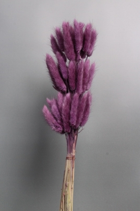 Сухоцвет "Лагурус", 60 шт в пучке, разм. цветка 5-7 см, пурпурный  4046М