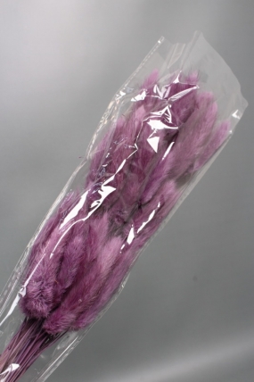 Сухоцвет "Лагурус", 60 шт в пучке, разм. цветка 5-7 см, пурпурный  4046М