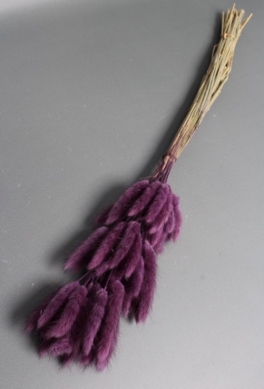 Сухоцвет "Лагурус", 60 шт в пучке, разм. цветка 5-7 см, пурпурный  4046М