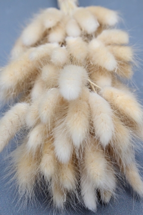 Сухоцвет "Лагурус", 60 шт в пучке, разм. цветка 5-7 см, светло-натуральный 4008