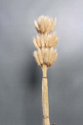 Сухоцвет "Лагурус", 60 шт в пучке, разм. цветка 5-7 см, светло-натуральный 4008