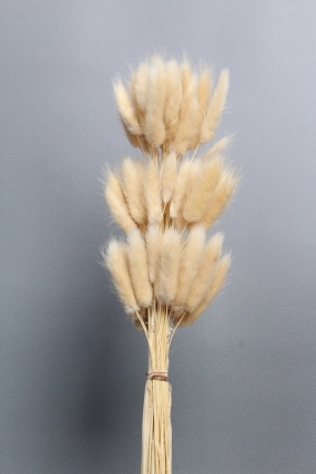 Сухоцвет "Лагурус", 60 шт в пучке, разм. цветка 5-7 см, светло-натуральный 4008