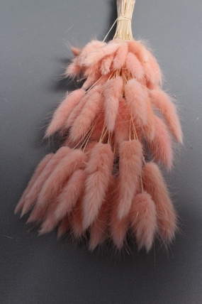 Сухоцвет "Лагурус", 60 шт в пучке, разм. цветка 5-7 см,  светло-розовый  8186М